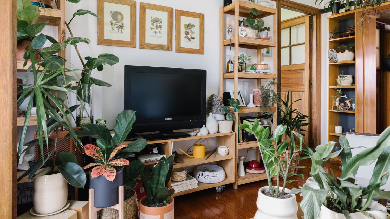 zz money tree ZZ Plant | Small, Medium & Large Options