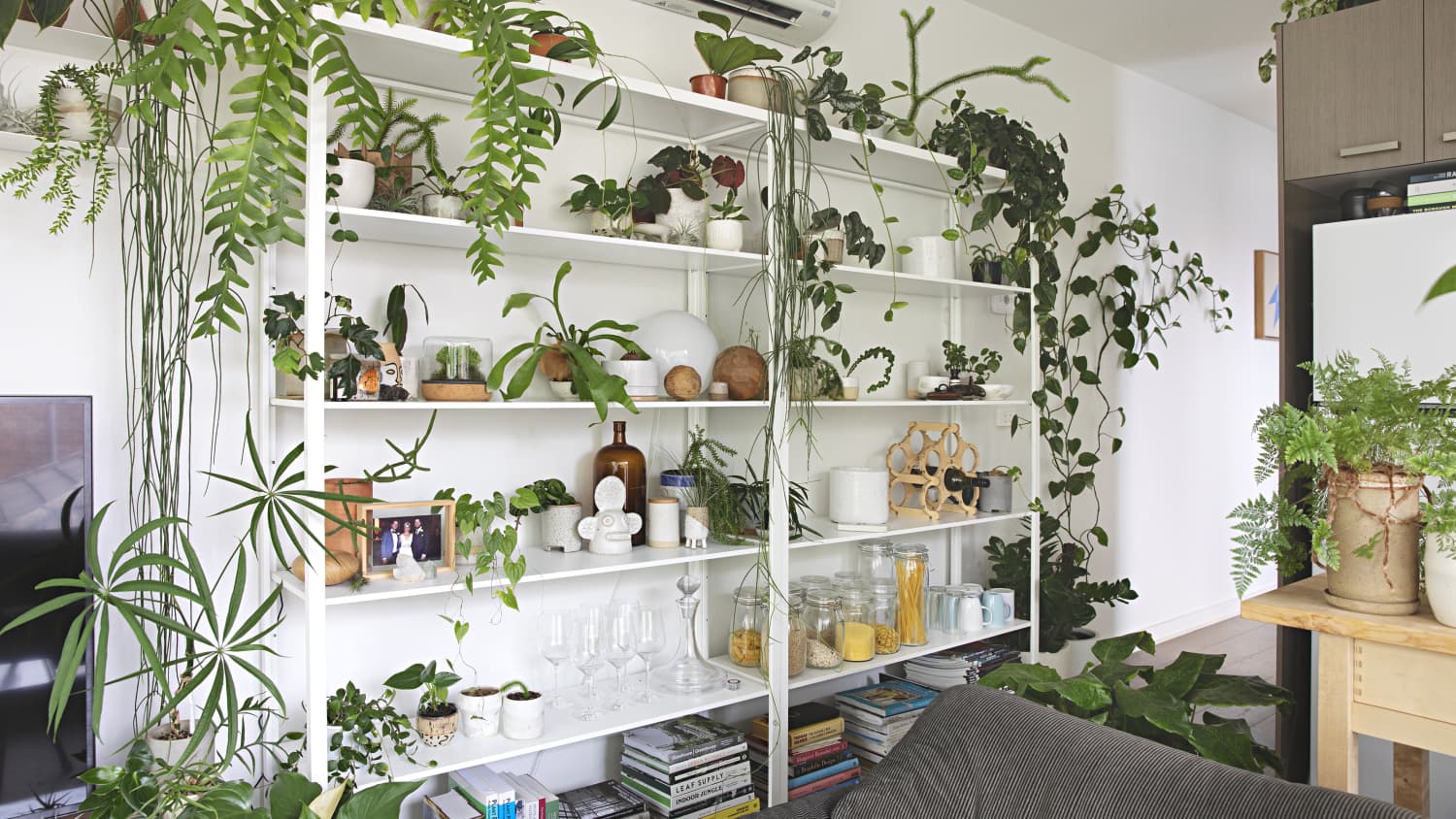 Ways to display plants indoors
