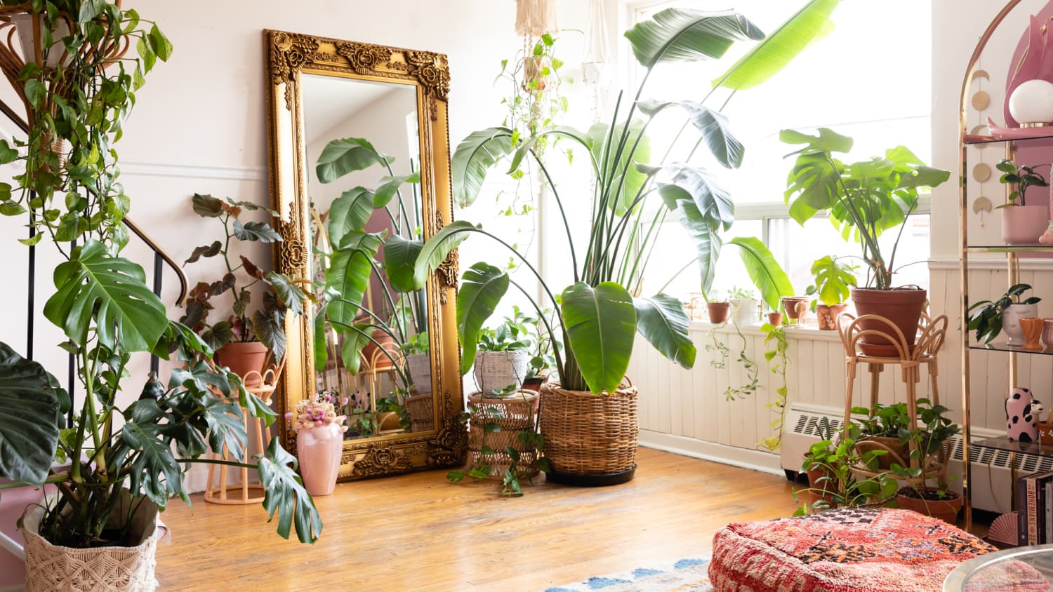 The 5 Most Popular Houseplants of 2024, According to a ...