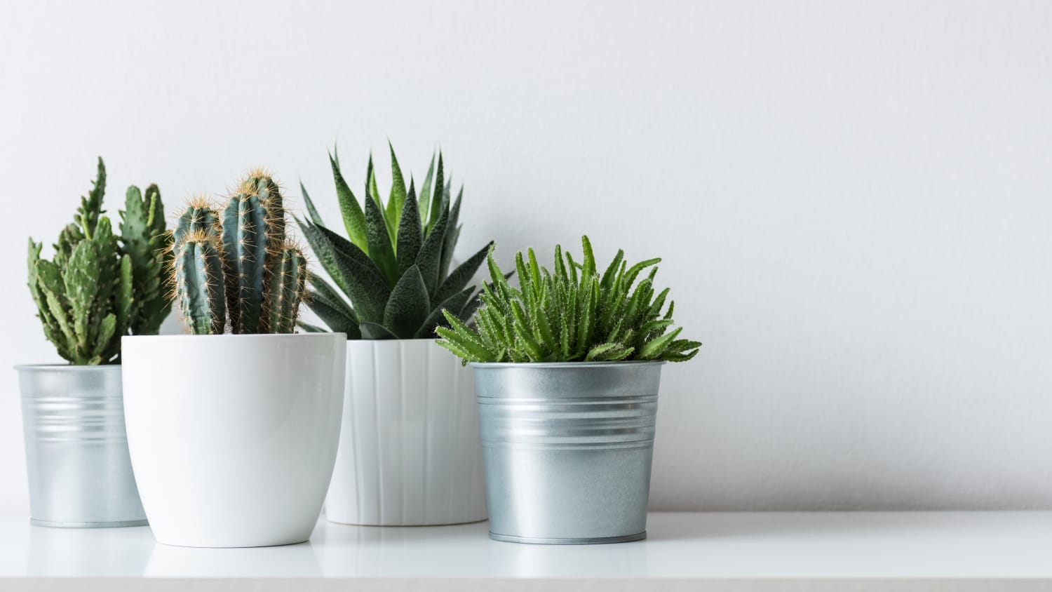 These Viral Cactus-Shaped Measuring Spoons Are the Kitchen Staple You  Didn't Know You Needed | Apartment Therapy