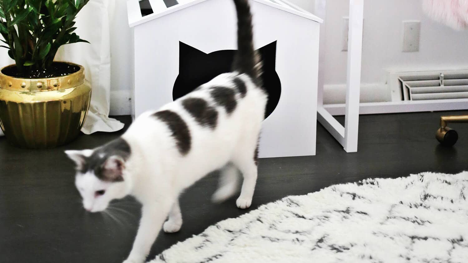House plant hotsell litter box