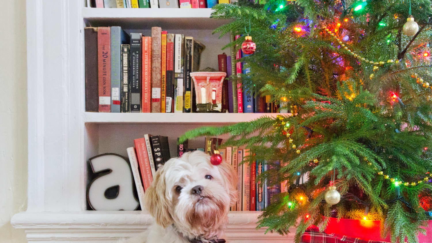 Is norfolk pine toxic to best sale dogs