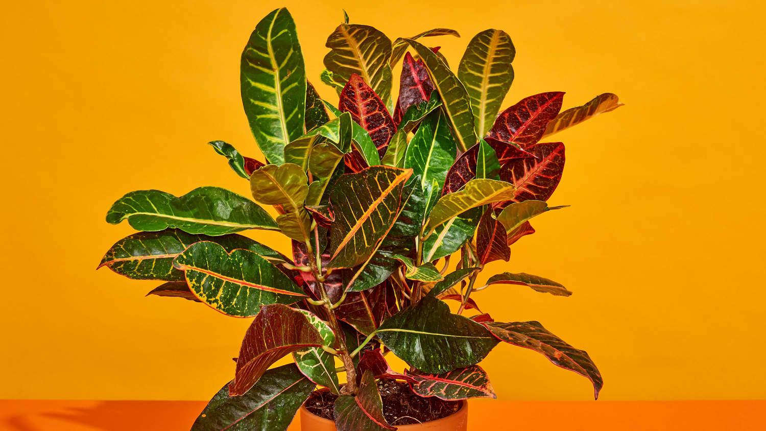 Are croton plants clearance toxic to dogs