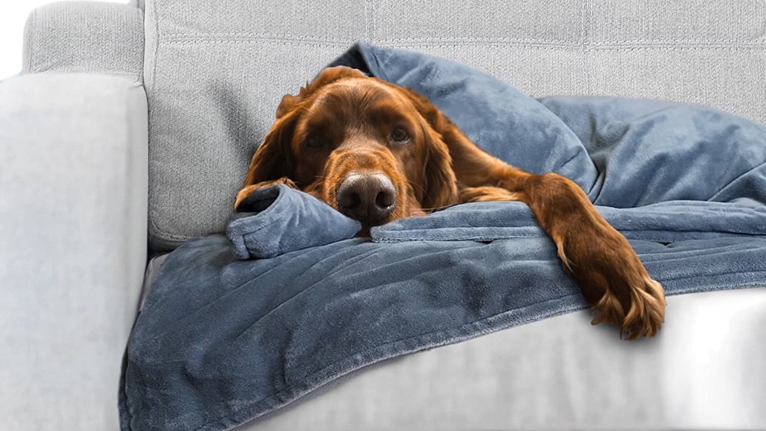 Dog blanket for cheap anxiety