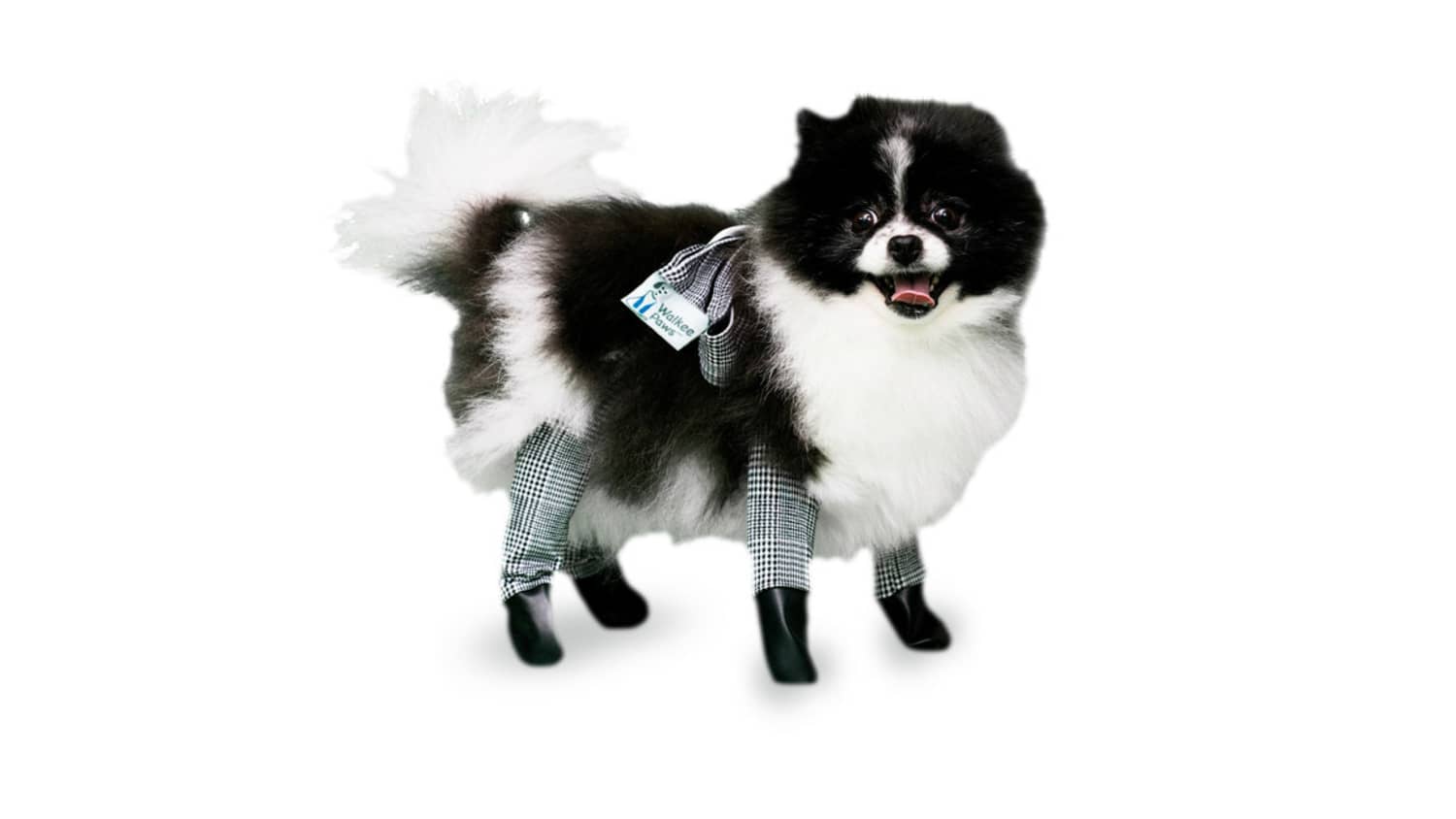 Dog wearing deals leggings