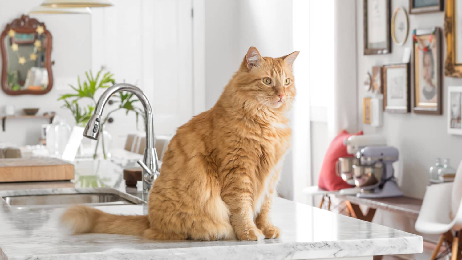 How To Keep Cats Off Kitchen Counters 7 Ways That Work