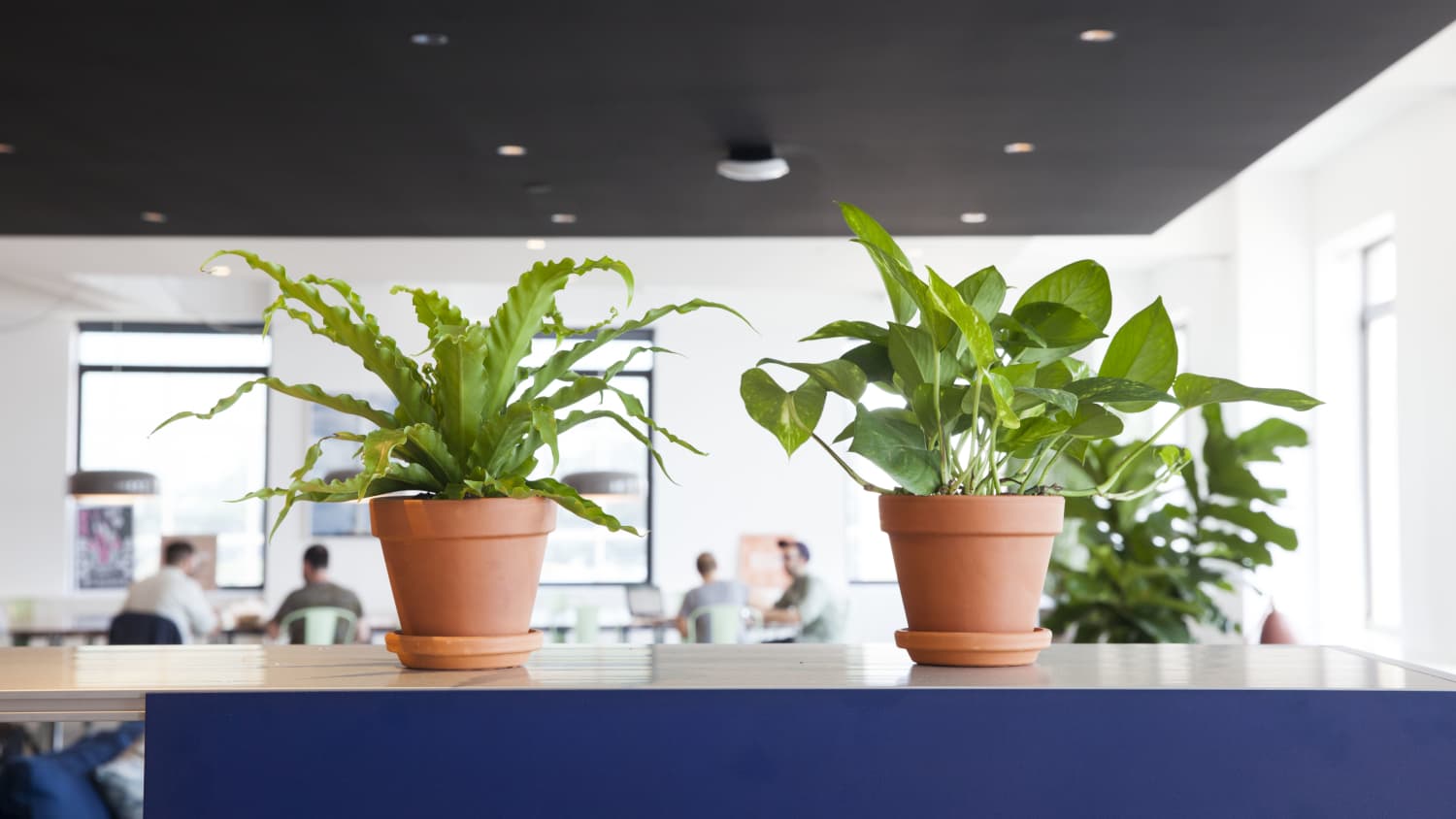 Best Desk Plants : The 10 Best Plants For Your Office Or Desk - From