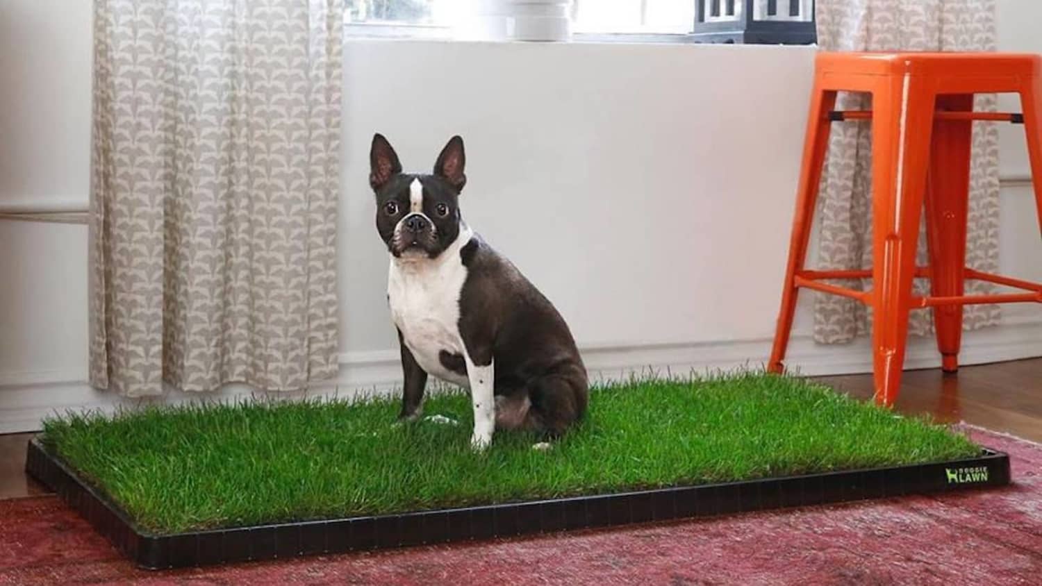 Fake grass litter sales box for dogs