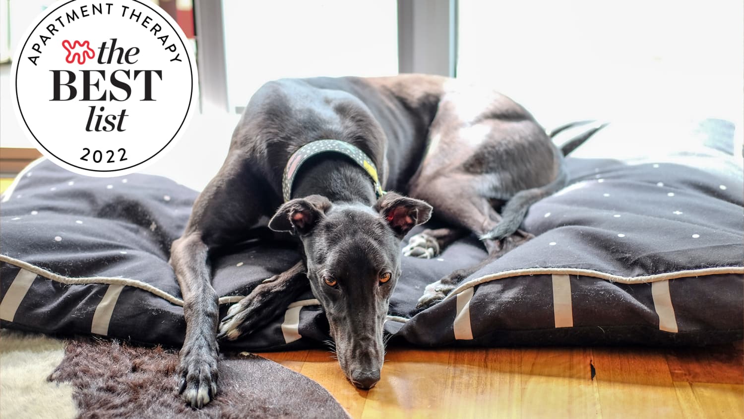 The Best Stylish Dog Beds for 2023 Apartment Therapy