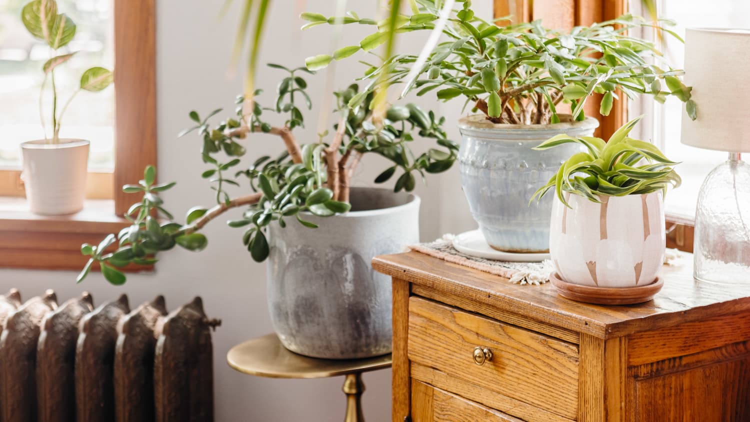 Arber's Organic Holistic Kit Turned My Tabletop Plant into a Lush