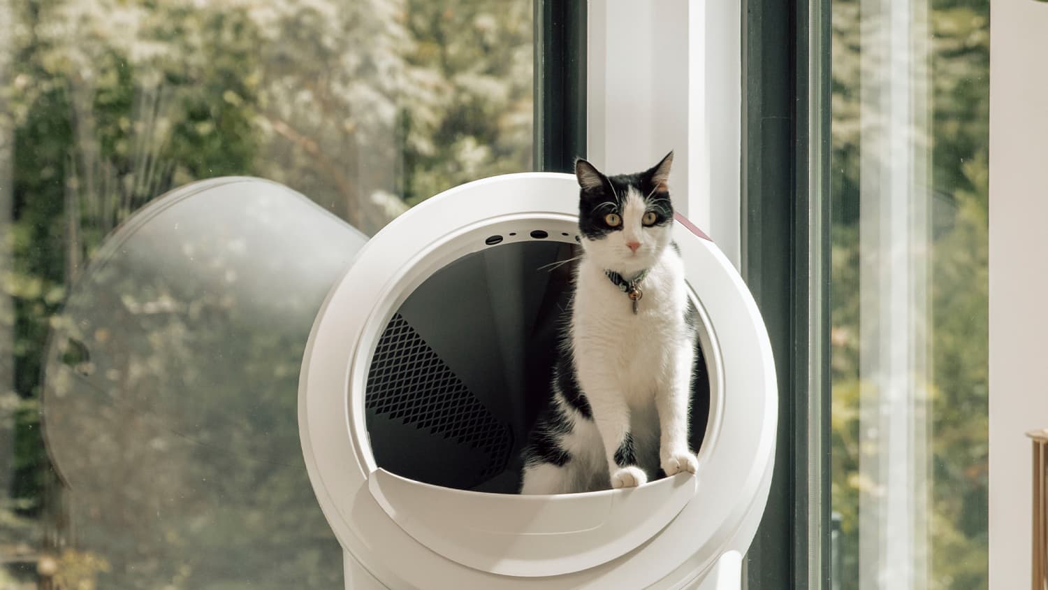 Cat toilet robot online