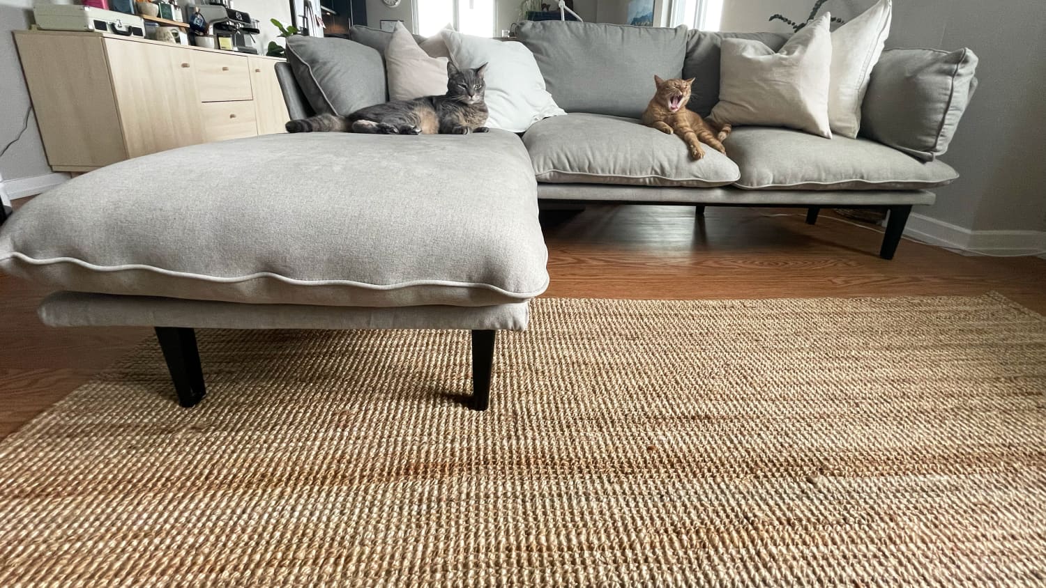 Cat proof couch top ikea