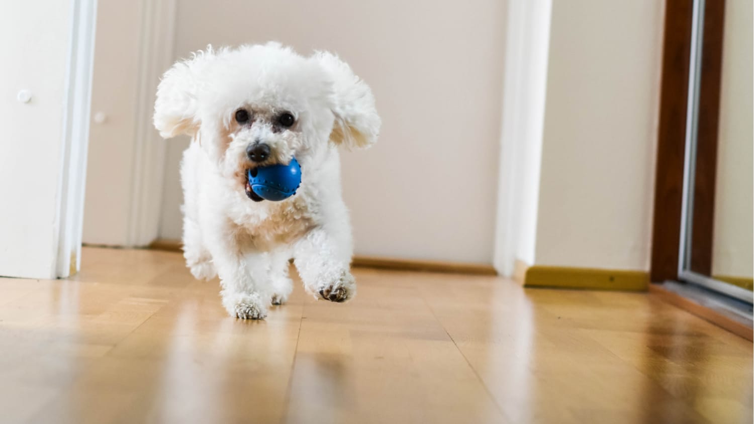 Zoomies dog toy hotsell
