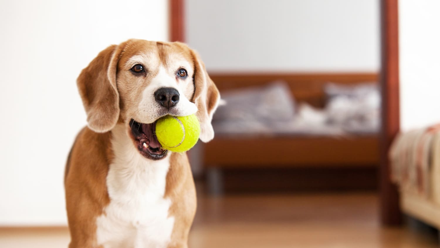 Dog playing 2025 with ball