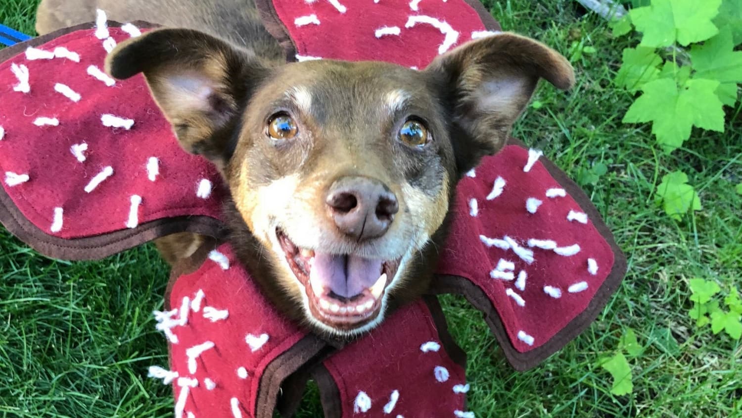 Etsy Stranger Things Demogorgon Dog Costume Apartment Therapy