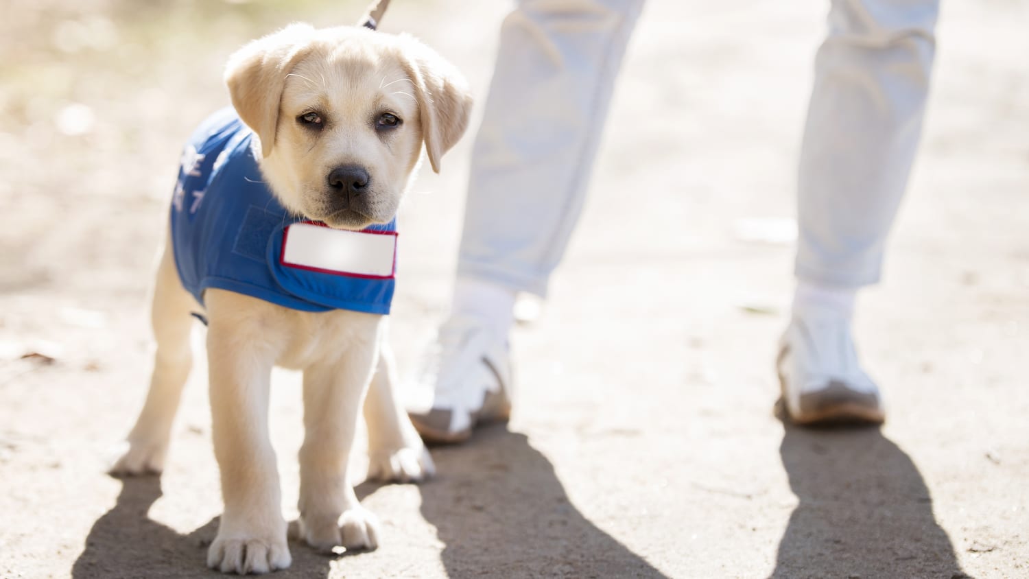 Adopt Failed Guide Dog Training Puppies Apartment Therapy