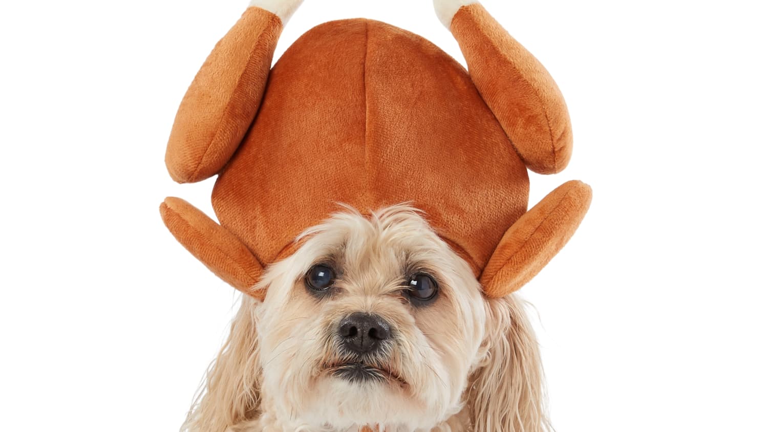Dog clearance hats petsmart