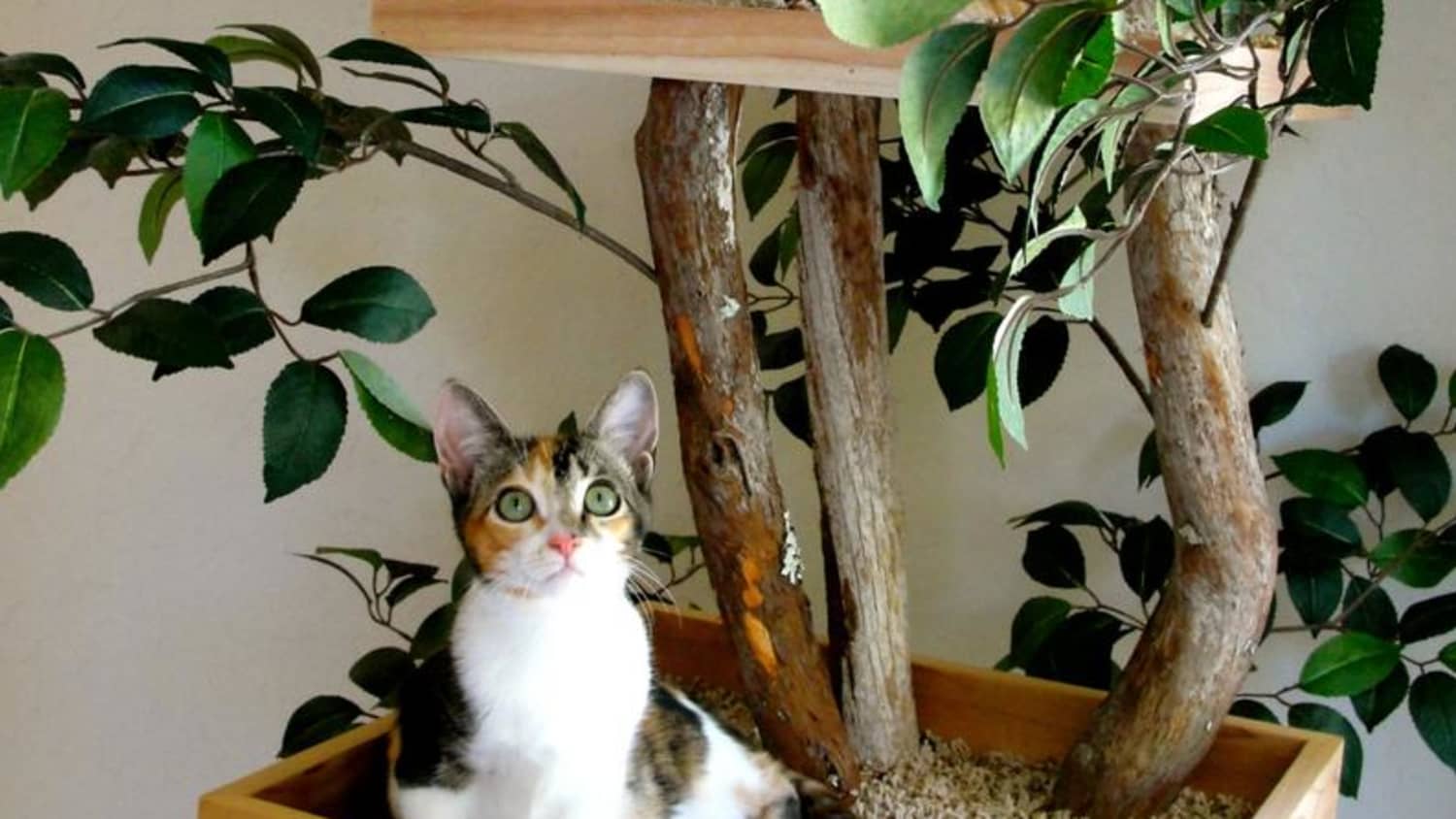 Trees for cats sales