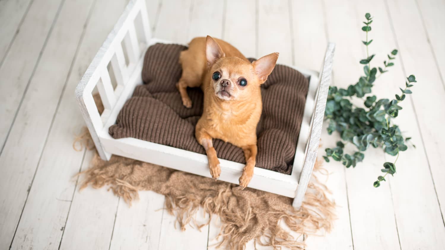 Ikea dog pillow shop