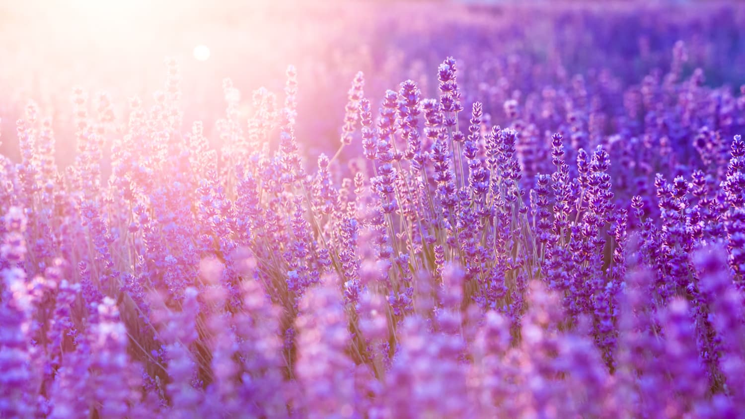 lavender