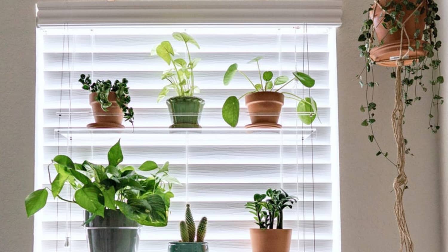 Stylish Plant Shelf with Tray, 64×40cm Amazon.com: Plant Stand Indoor with Grow Lights - 64