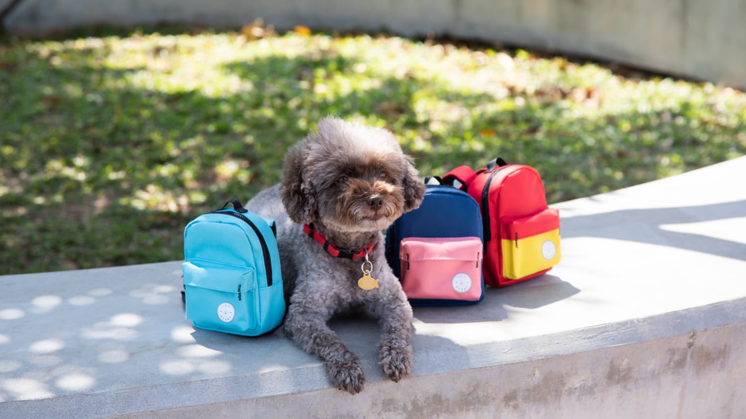 Tiny Backpack for Dogs Apartment Therapy