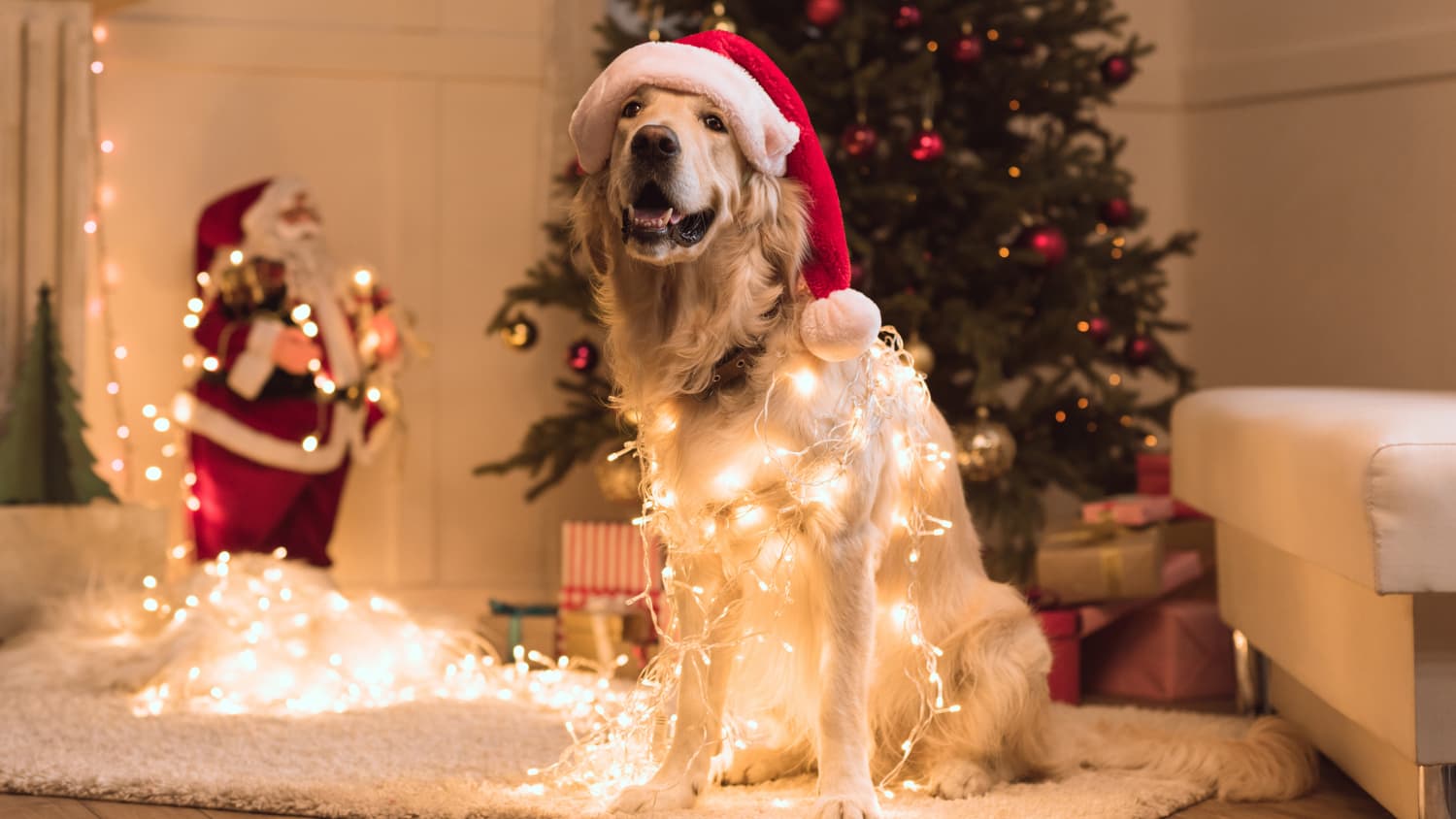 PetSmart Is Offering Free Santa Photos For Your Dog Apartment