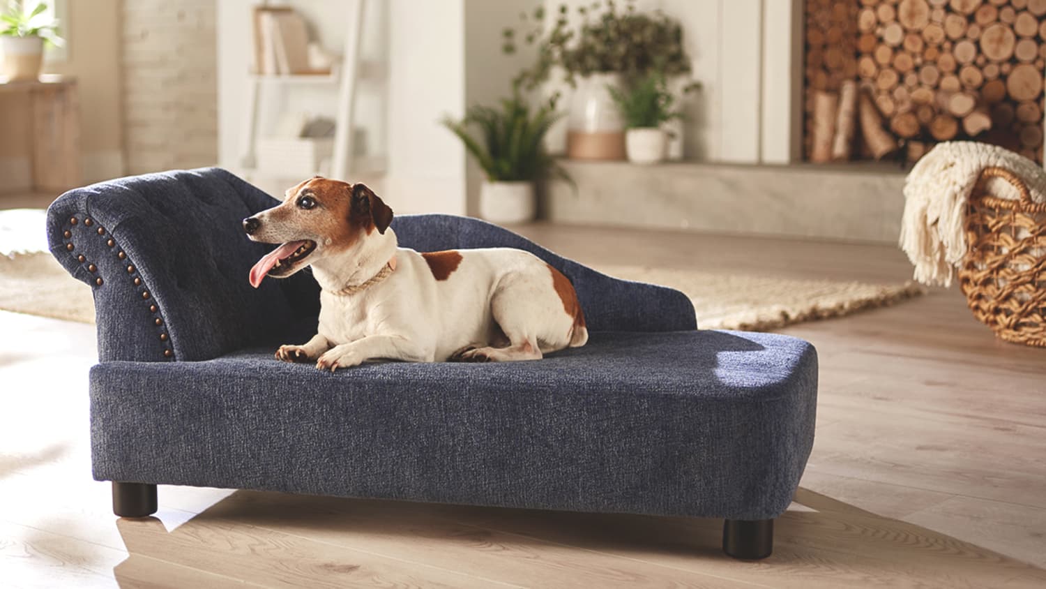 Chewy dog sofa clearance