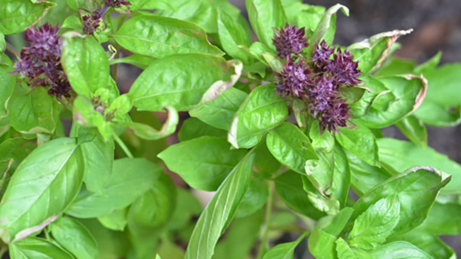 Basil Flower How Tos What To Do With A Flowering Basil Plant Kitchn