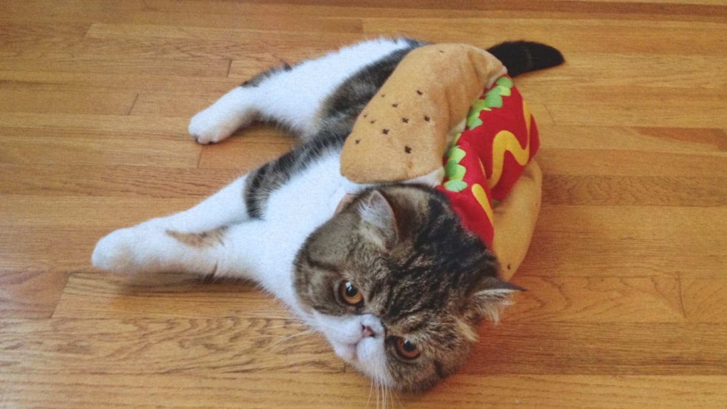 14 Fabulous Pets Dressed As Food Related Things For Halloween Kitchn