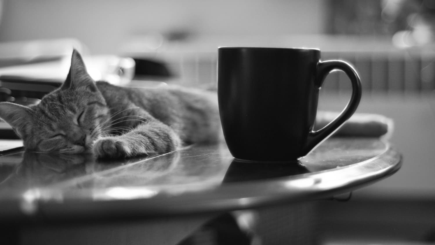 What S The Deal With Cat Cafes Kitchn