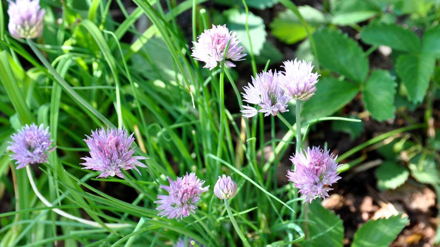 Everything You Need To Know About Growing Chives Kitchn