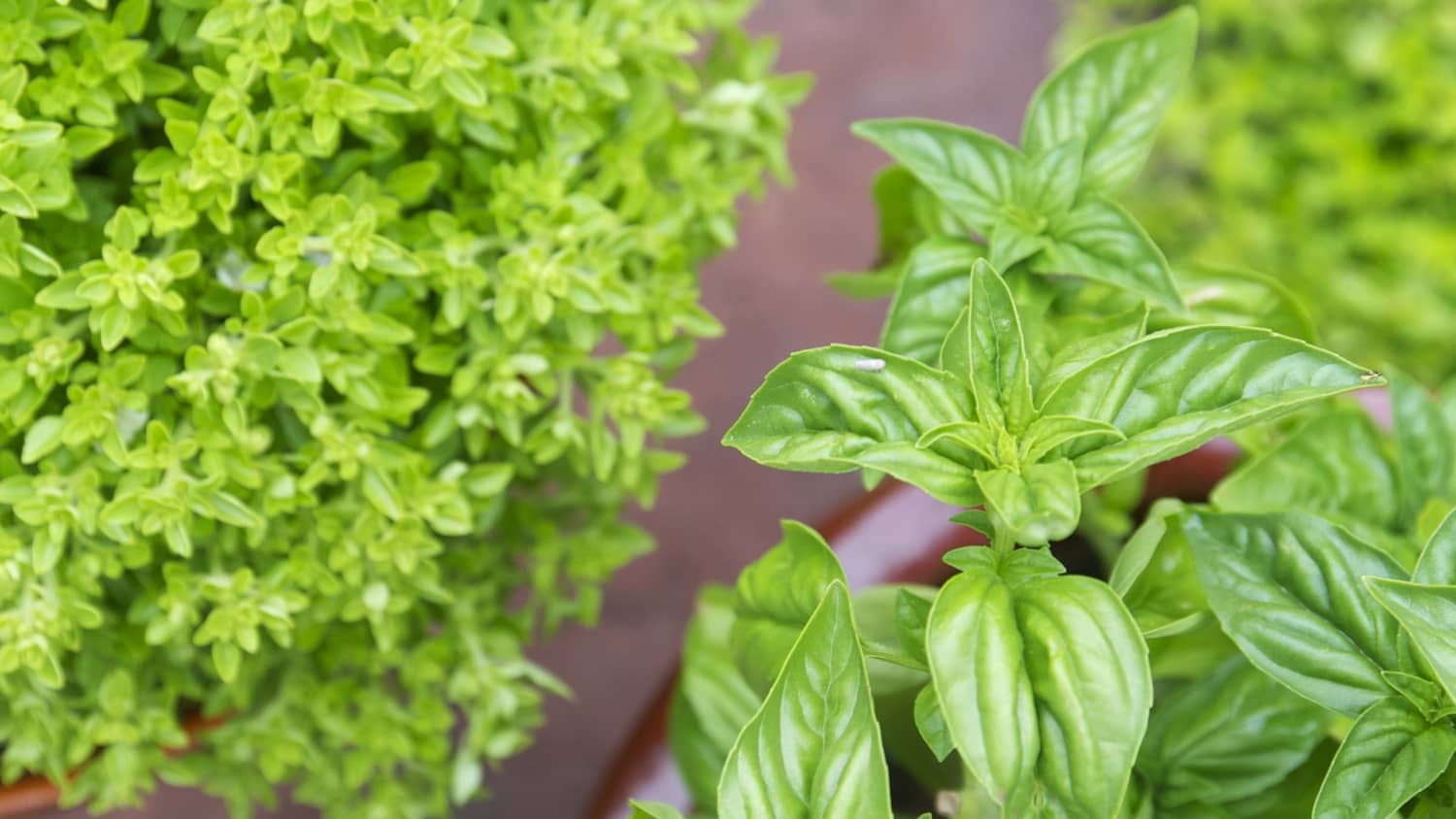How To Grow Basil In A Container Herb Garden Kitchn