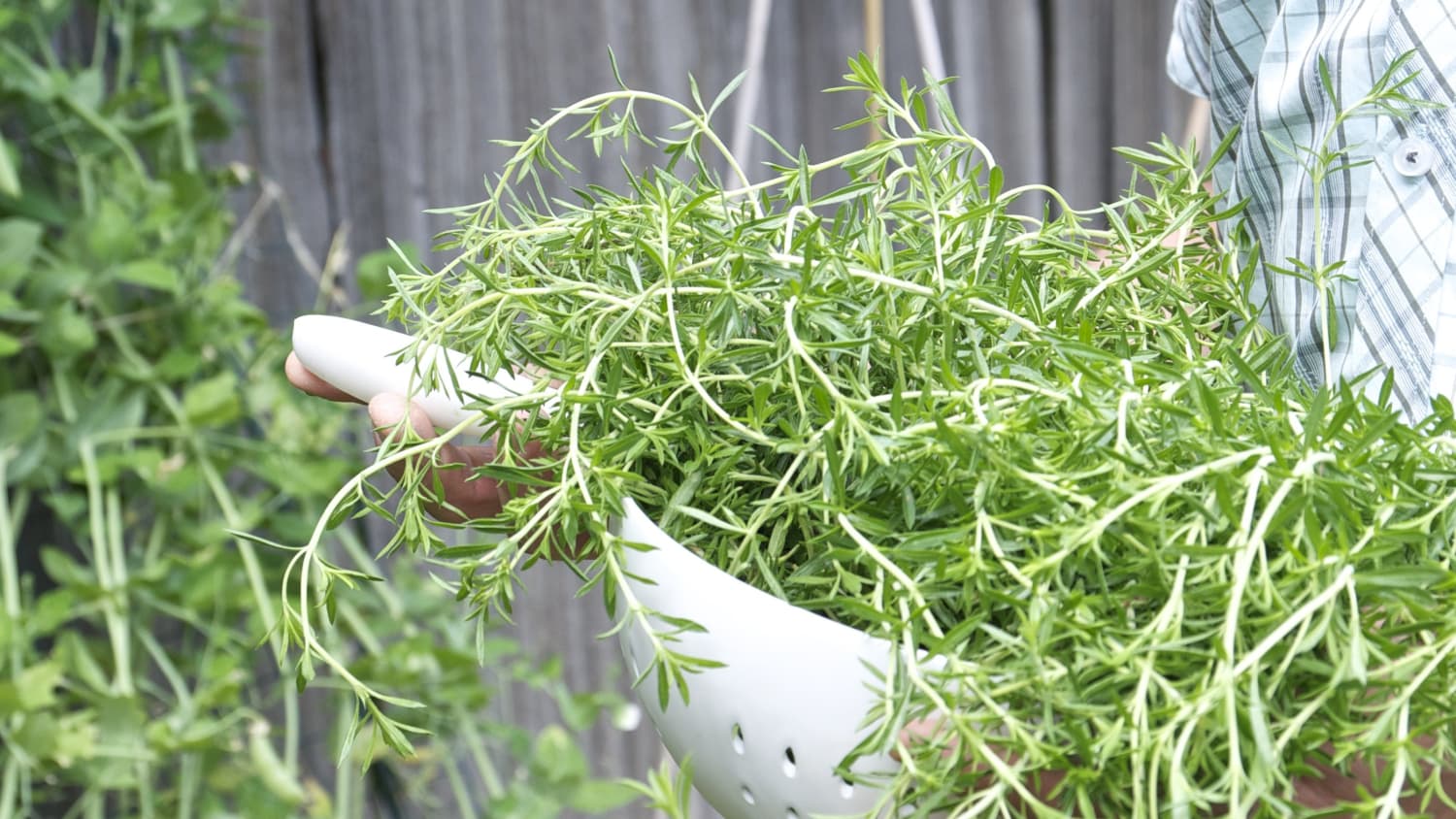 How to Grow Thyme Plants Indoors