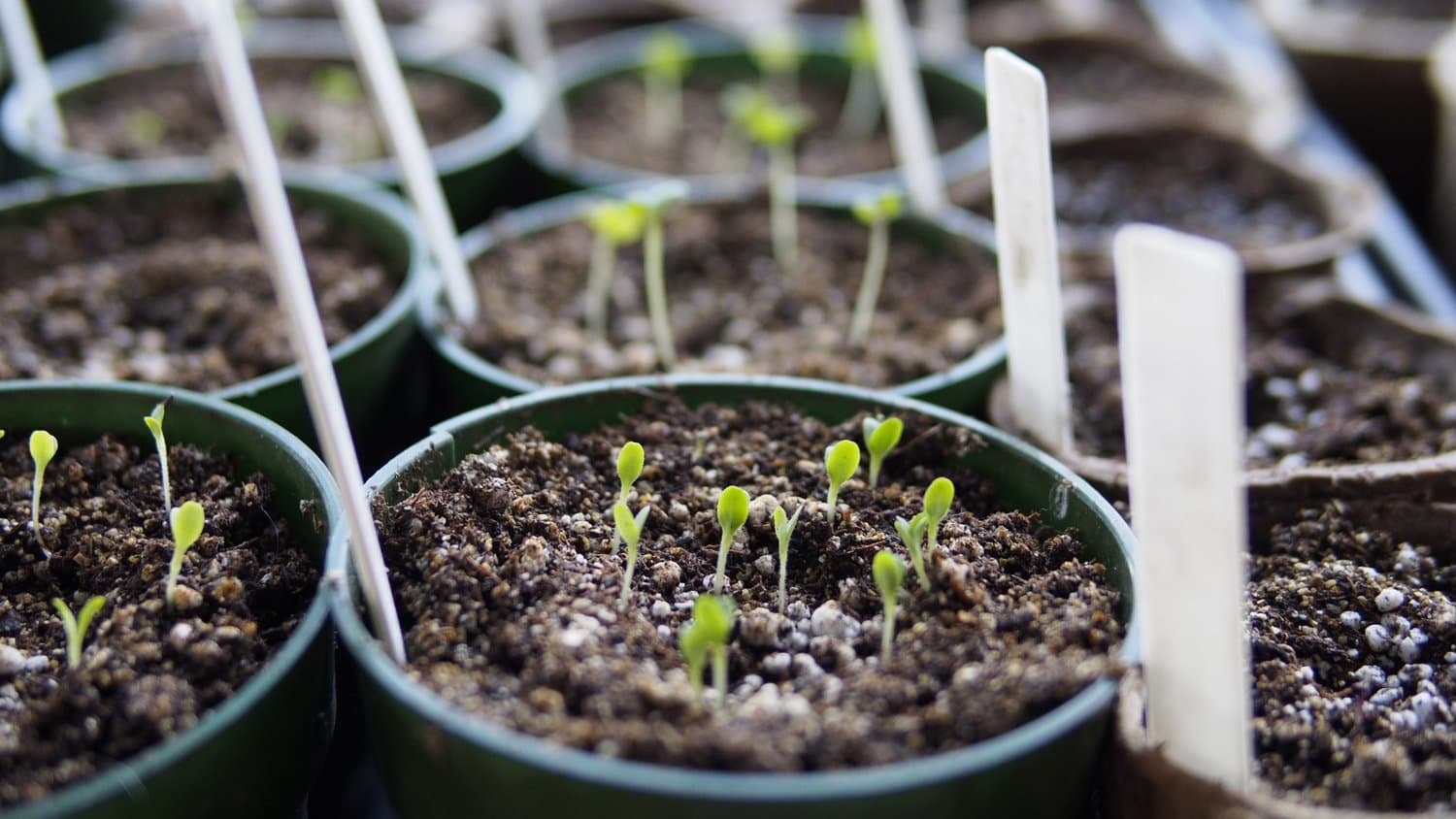Inside or Outside: Which to Choose When Starting Plants From Seed |  Apartment Therapy