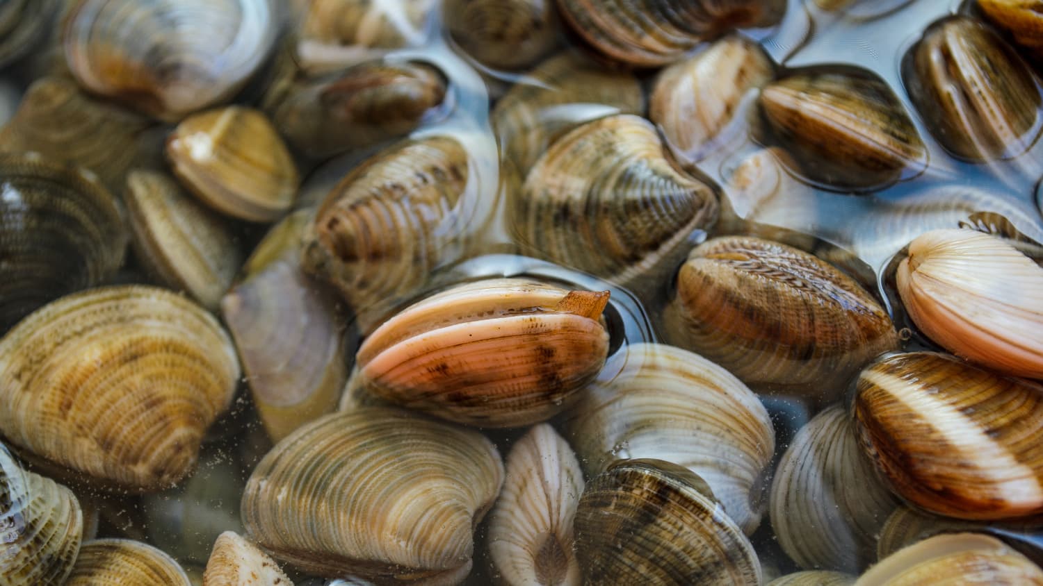 How To Clean Clams