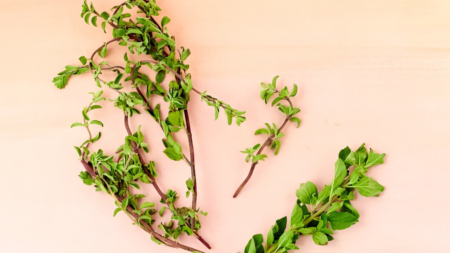 What S The Difference Between Oregano And Marjoram Kitchn
