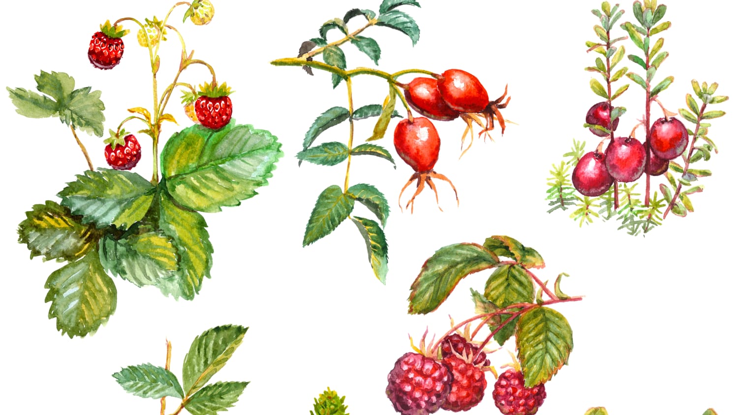 Backyard Berries 5 Fruits You Ll Only Find Through Friends