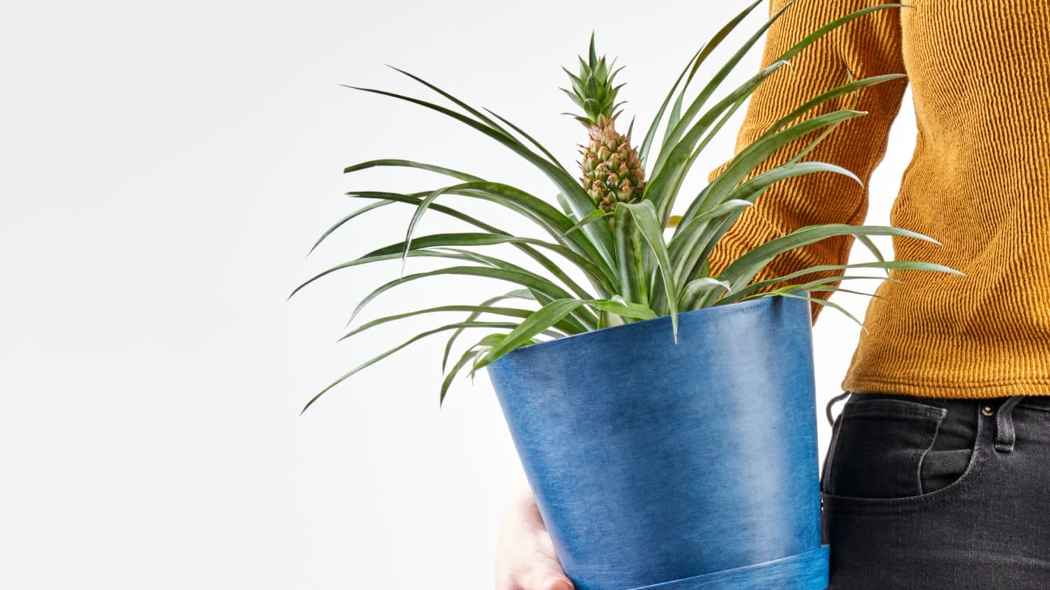 5ft snake plant Medium Green Snake Plant | NYC, NJ, CT, Boston, Providence, Washington DC,  Baltimore, Philadelphia, Princeton, Long Island, and Upstate NY Delivery