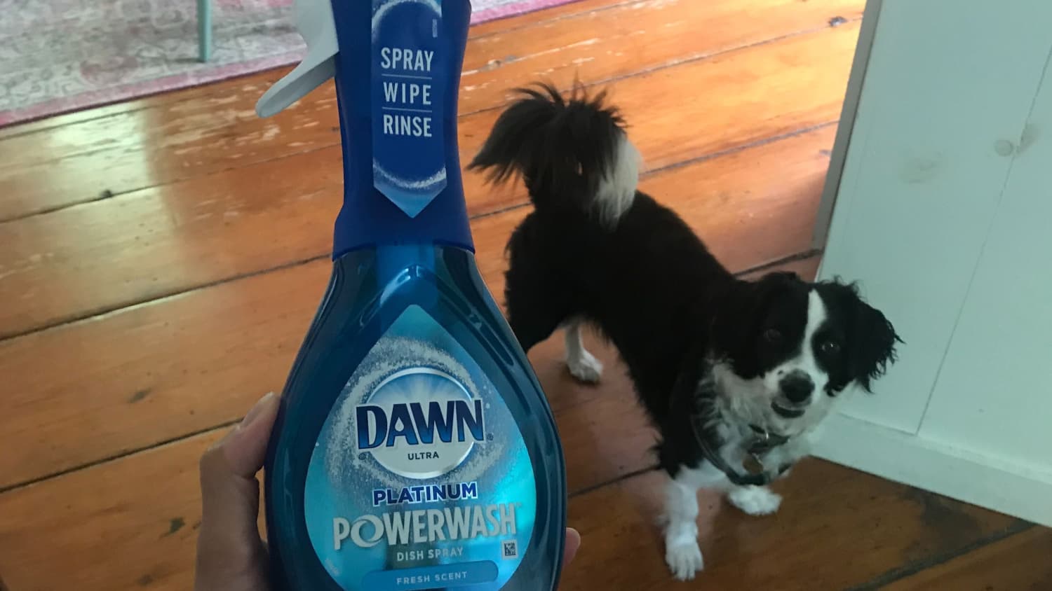 Bathing dogs in dawn online
