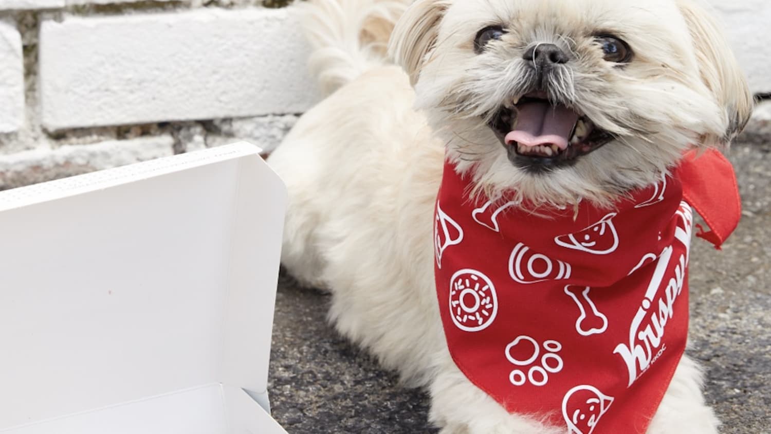 Krispy Kreme Offers Doughnuts For Dogs