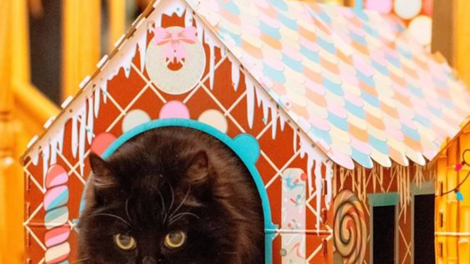 ALDI Fans Are Obsessed with These 8 Holiday Cat Houses The Kitchn