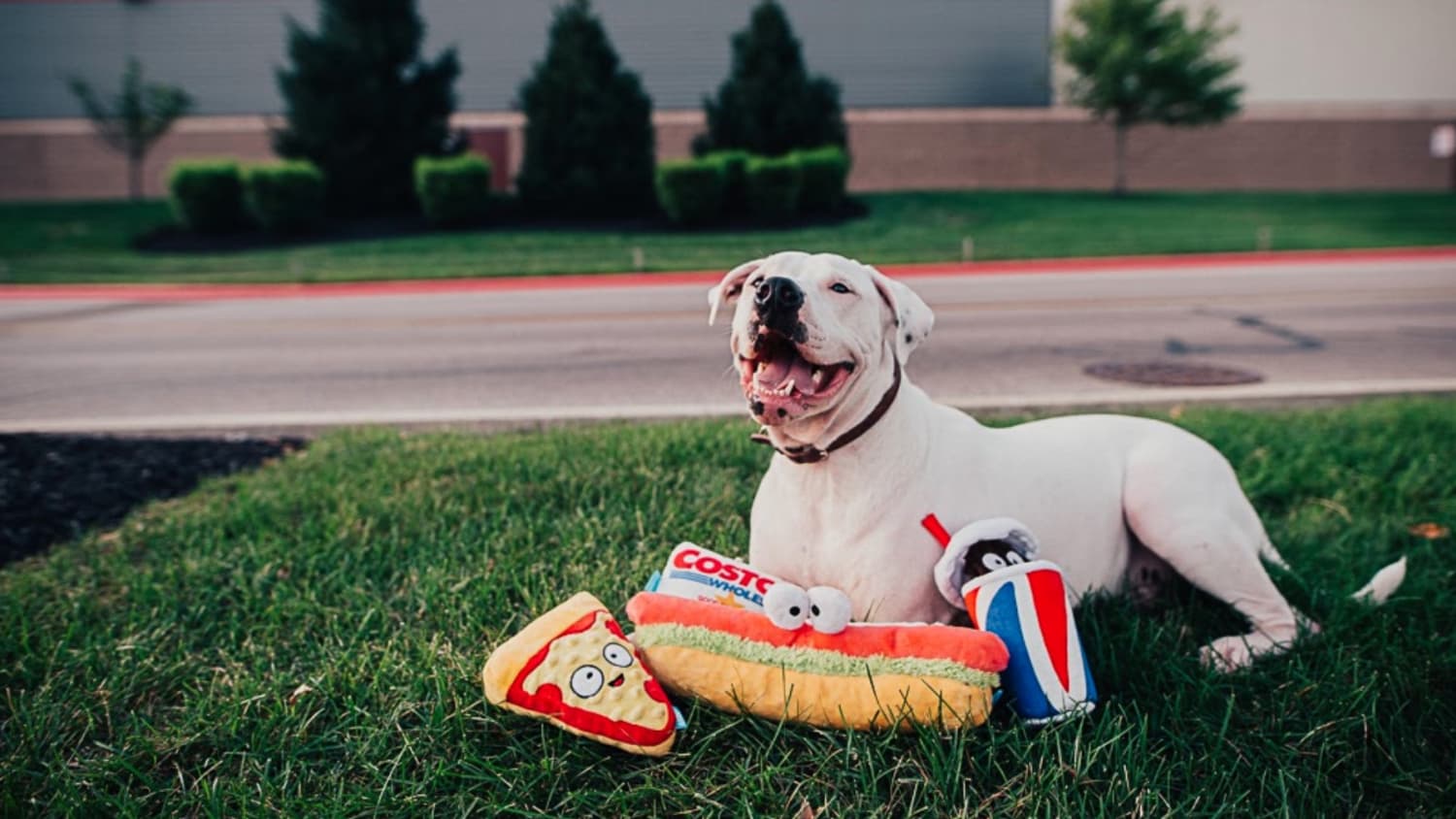 Costco dog toy variety pack top