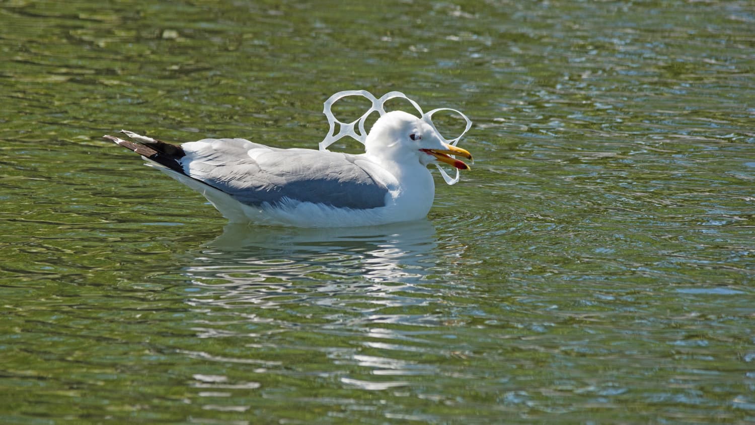 Biodegradable 6 Pack Rings Sound Great but There Could Be a