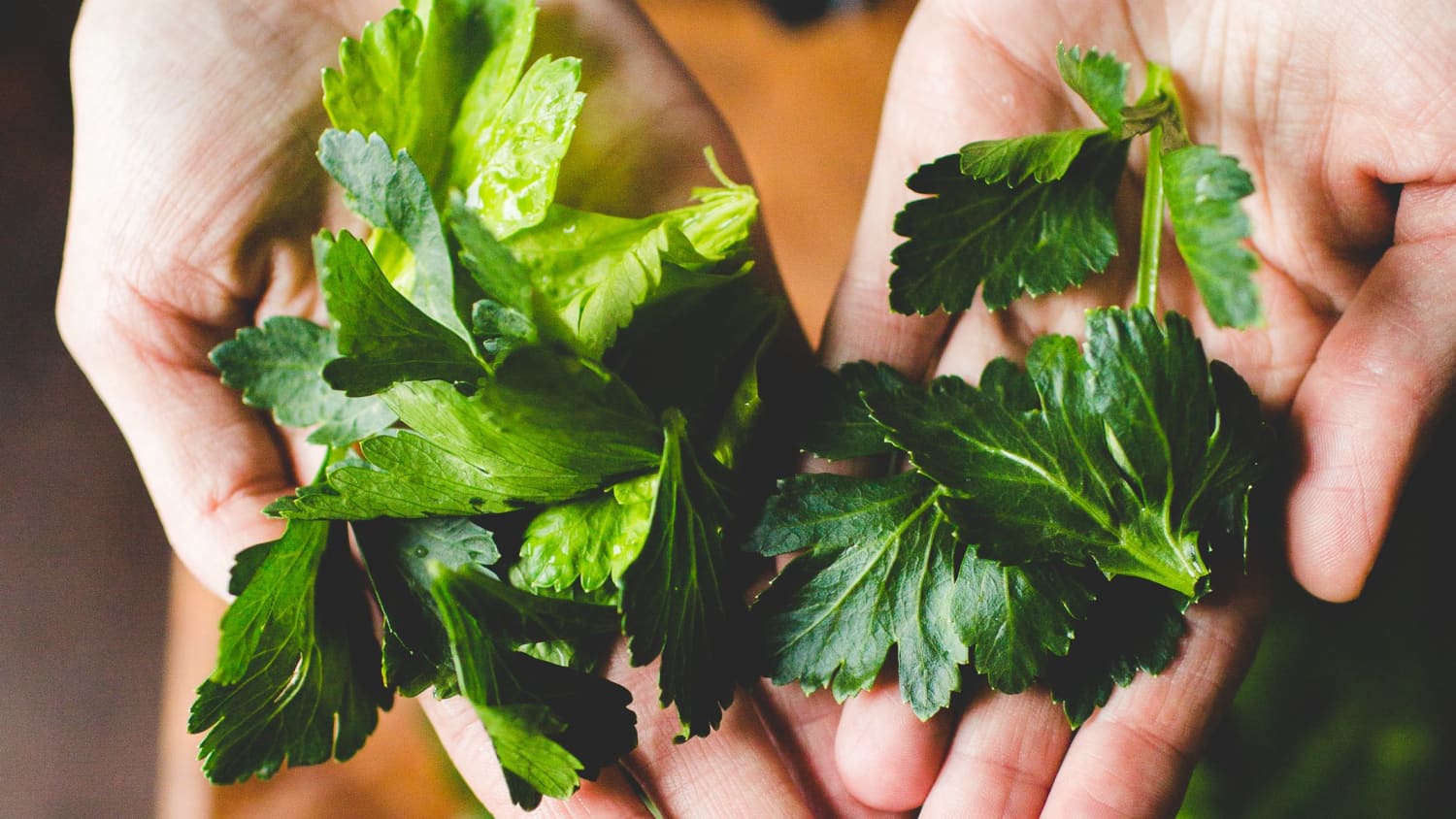 6 Reasons Celery Leaves Deserve Far More Attention The Kitchn