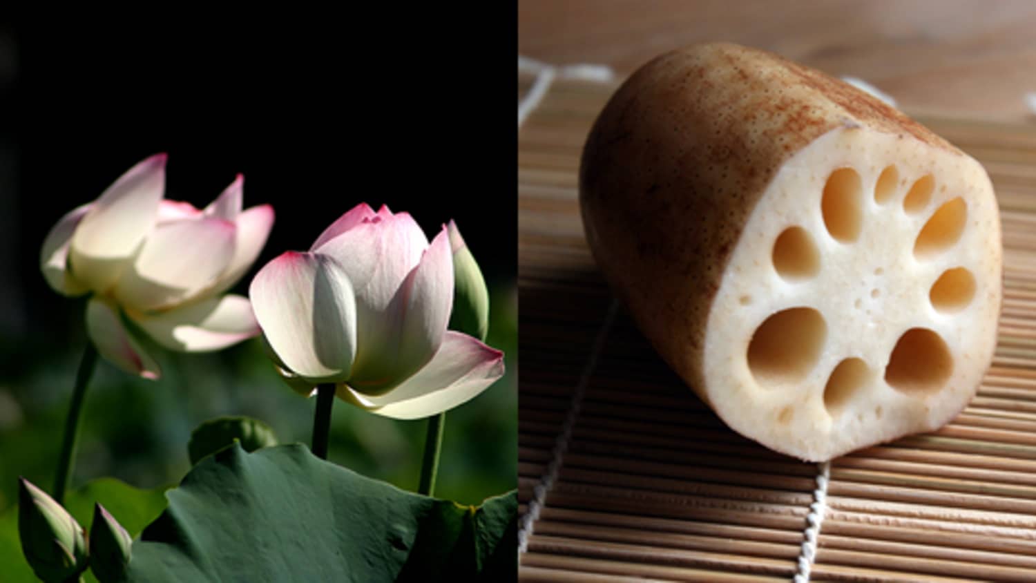 Lotus Flower Root Benefits