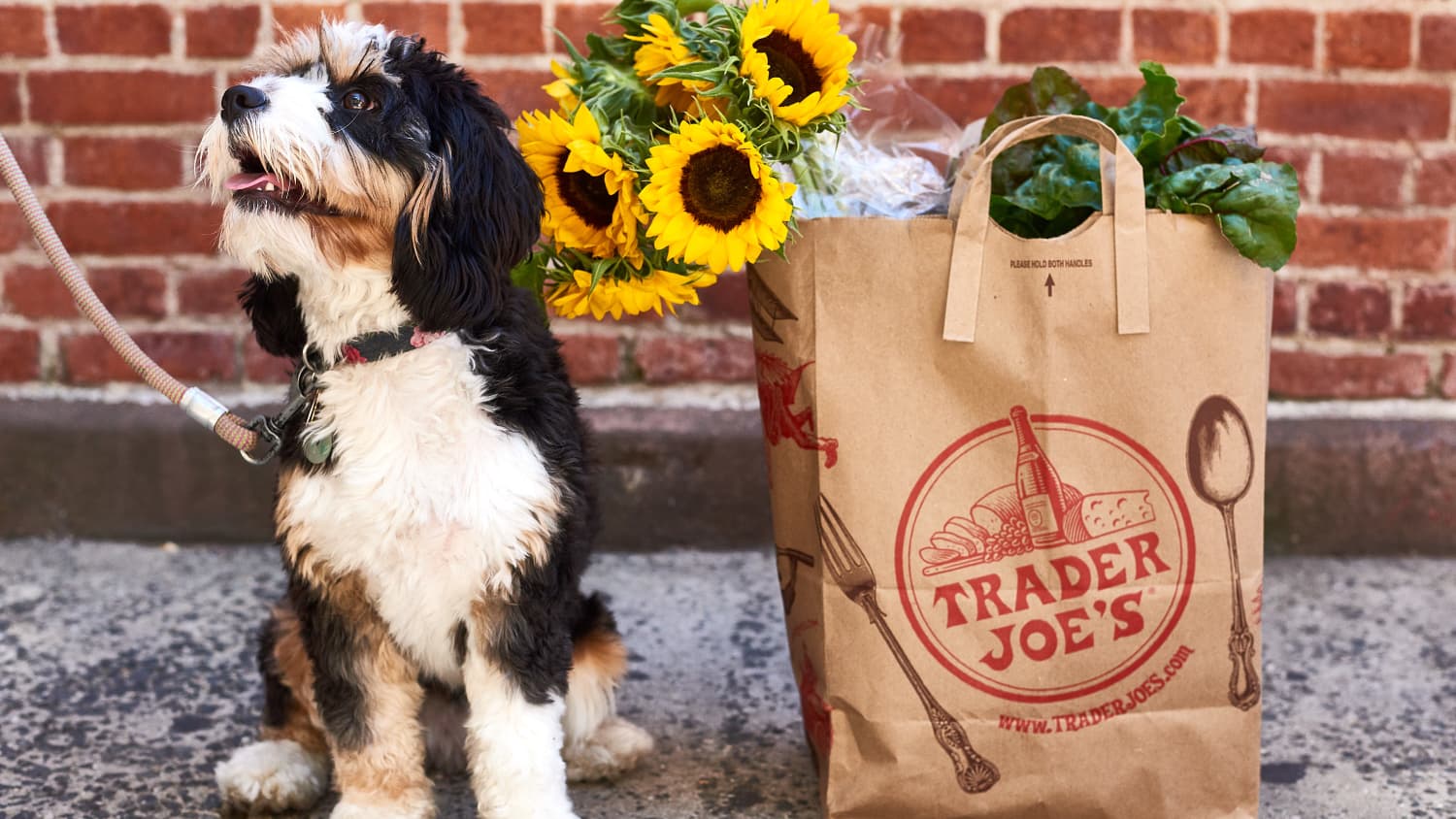 Trader joe's wine bag outlet