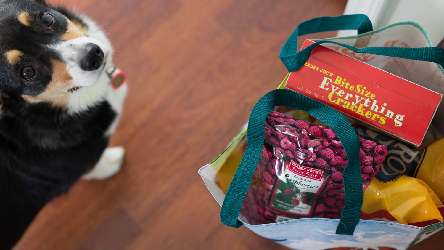 12 Can Dogs Eat Melted Cheese Home