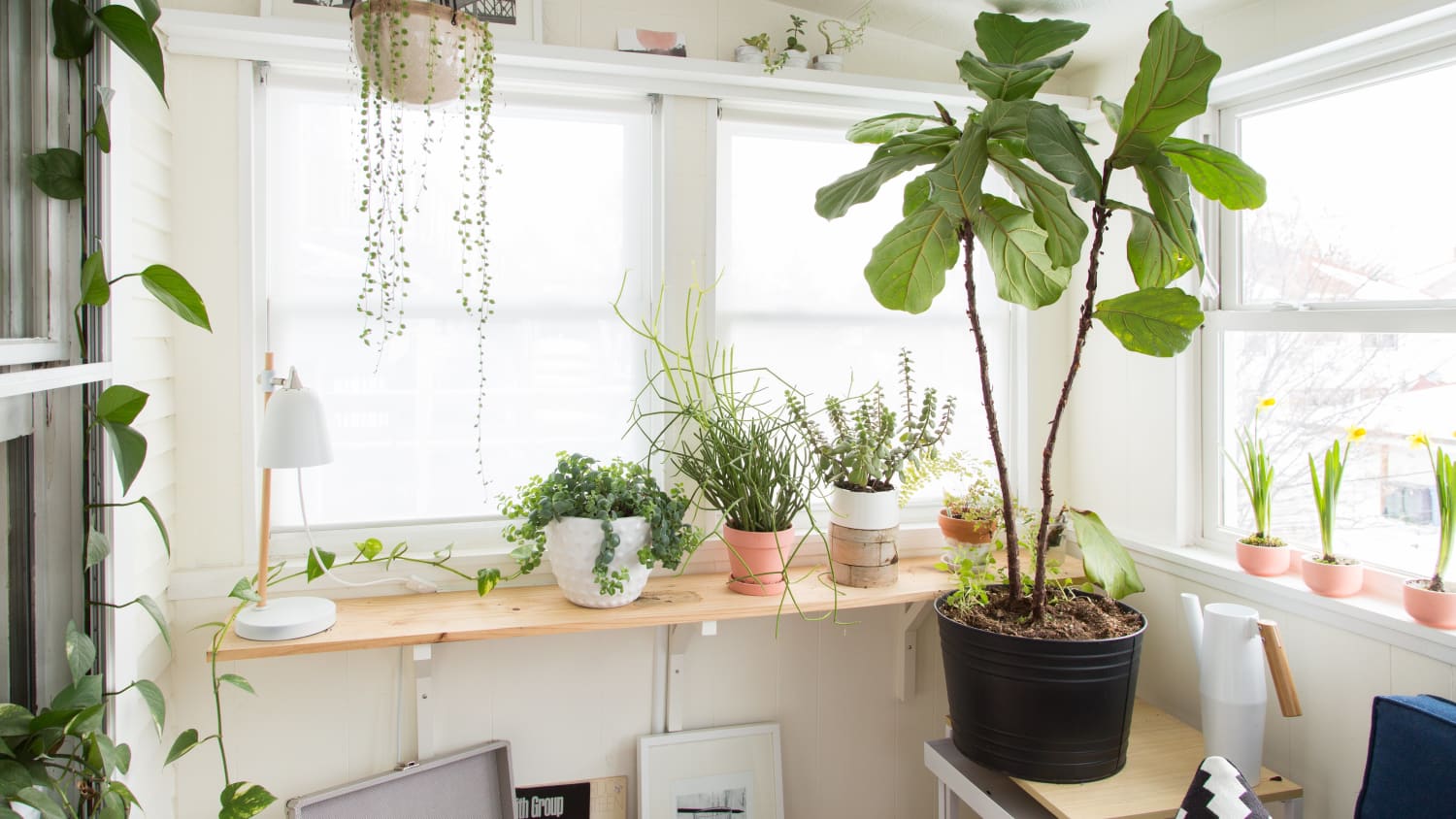 grow light for string of pearls