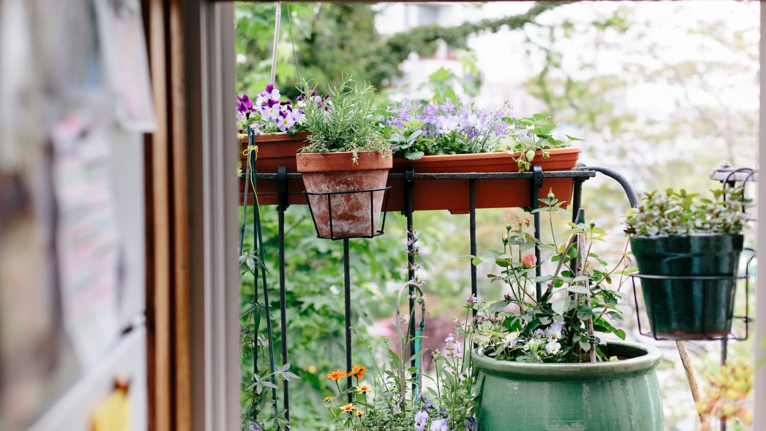 can you grow a tomato plant in a pot Easy to Grow Large Tomato Seed